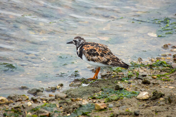 Wall Mural - close up of a turnstone on the beach standing at the edge of the sea