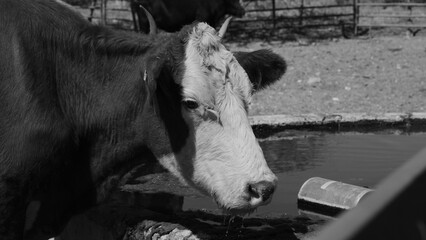 Sticker - Hereford cow on ranch closeup getting water, beef livestock hydration concept in black and white.