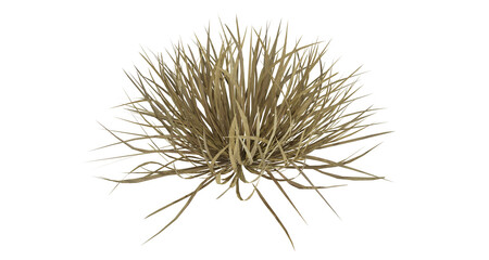 Wall Mural - bunches of grass on a transparent background. 3d rendering.