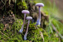 Amethyst Deceiver (Laccaria Amethystina) Is A Small Brightly Colored Mushroom, That Grows In Deciduous And Coniferous Forests. Macro Close Up Of 3 Small Stems With Caps With Amethyst Coloration. 