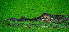 Crocodile Swimming In A Water Covered With A Carpet Of Green Algae