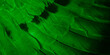 © Krzysztof Bubel - green feather pigeon macro photo. texture or background