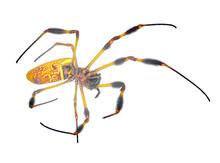 Golden Silk Orb Weaver Or Banana Spider - Trichonephila Clavipes - Large Adult Female Isolated On White Background Bottom Ventral View
