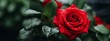 Beautiful red rose background on blurred background, rose flower banner