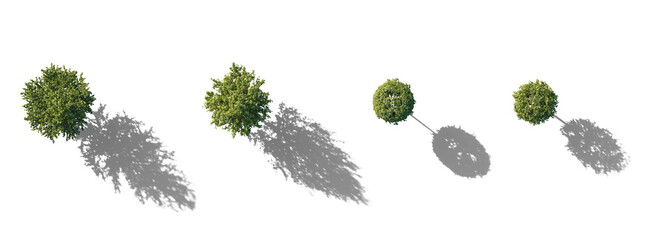 Top View Set of Tilia trees sheared in various shapes: cube, ball isolated png on a transparent background with realistic shadow perfectly cutout linden basswood lime trees common tree street tree 