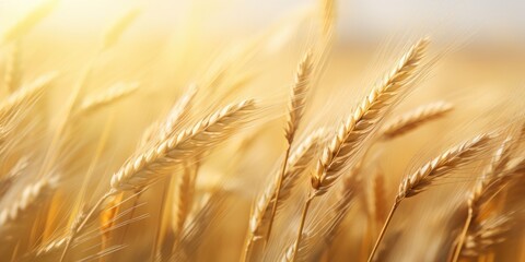 Wall Mural - A field of golden wheat swayed in the breeze. Generative AI