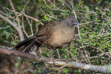 Poster - Plain Chachalaca in Texas Thicket