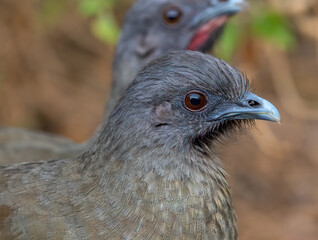 Wall Mural - Plain Chachalaca in Texas Thicket