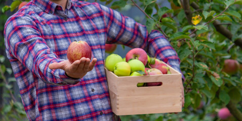 Wall Mural - the farmer collects apples in the garden in a wooden box.