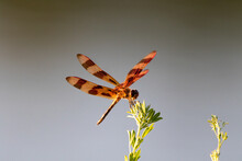 Halloween Pennant Dragonfly On Plant With Gray Background