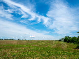 meadow on a sunny day in the spring