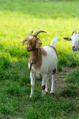 goat on organic farm in southern germany in a fresh green field during sunset