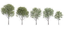 Set Of Photorealistic 3D Rendering Of Acacia,Eucalyptus Trees With Ground Shadows, Cutout With Transparent Background, Great For Digital Composition And Architecture Visualization