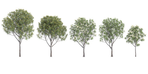 Wall Mural - Set of photorealistic 3D rendering of Acacia,Eucalyptus trees with ground shadows, cutout with transparent background, great for digital composition and architecture visualization