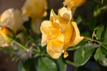 Wall Mural - Roses in different hues in natural light