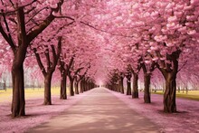 Beautiful Pink Flowering Cherry Tree Way