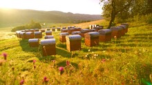 Lovely Outdoor Apiary With Many Beehives Placed On Green Grass And Active Bees Flying. Wooden Hives Placed On Fresh Air. Beekeeping Concept. Apicultural Field.