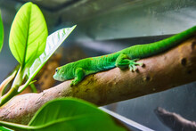 Cute Green Lizard With Orange Spots On Back Resting On Log In Terrarium