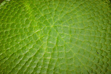 Macro Of Large Lily Pad Leaf With Blocky Cell Patches Visible