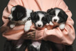 Female hands hold and hug three cute happy black and white puppies. Border collie breed. Age 1 month.