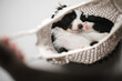 Cute border collie puppy sleeping in a hammock or mesh bag, top view. Age 1 month.