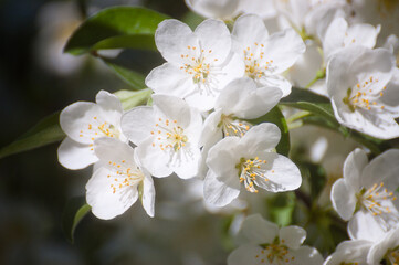 Wall Mural - white flowers of a flowering tree in summer