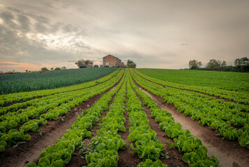  Young endive plats growing in the vegetable garden under a cloudy sky near an old rural house