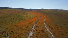 LANCASTER, CA - 2023 - Aerial Of Crowds Of Tourists Flock To The Antelope Valley California Poppy Reserve During A Superbloom.