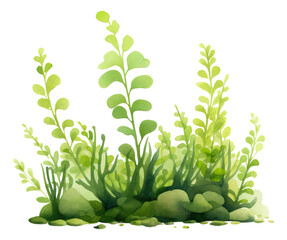 Wall Mural - Watercolor green seaweed isolated.