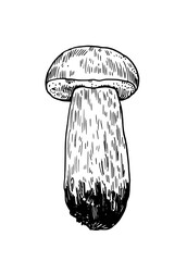 Wall Mural - Mushrooms illustration in engraving style. Black ink drawing of boletus fungus.