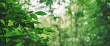 Vivid Leaves Of Trees On Bokeh Background. Rich Greenery In Sunlight With Copy Space. Lush Foliage Close-up In Sunny Day. Natural Green Backdrop Of Scenic Nature In Backlight. Abstract Texture.