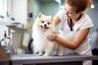 Generative AI : A Female professional groomer trimming haircut dog at pet spa grooming salon