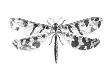 Dragonfly. Doodle Sketch. Vintage Vector Illustration.