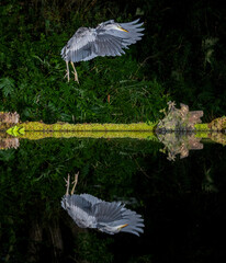 Aufkleber - Captured at night, a grey. gray heron in flight with wings spread. It is coming in to land at a pool and is reflected in the water