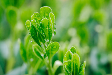 Canvas Print - close up of green grass