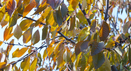 Canvas Print - Hanging yellow leaves