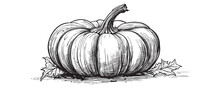Pumpkins Hand Drawn Sketch Vegetables Vector Illustration, Vintage Sketch Element For Labels, Packaging And Cards Design.
