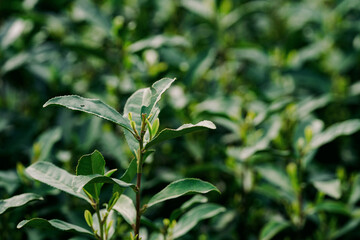 Canvas Print - Green tea leaves close-up