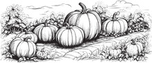 Pumpkins Hand Drawn Sketch Vegetables Vector Illustration, Vintage Sketch Element For Labels, Packaging And Cards Design.