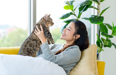 Asian young pretty cheerful female teenager girl in sweater laying lying down with pillows on cozy sofa couch smiling look at camera holding little cute domestic short hair tabby companion pet cat