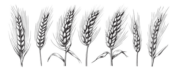 Wall Mural - Wheat ears, spikelets sketch. Hand drawn rye in vintage engraving style. Farm organic food concept. Vector illustration