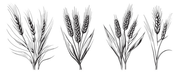 Sticker - Wheat ears, spikelets sketch. Hand drawn rye in vintage engraving style. Farm organic food concept. Vector illustration