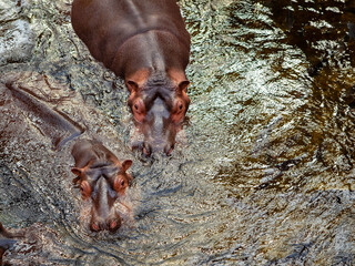 Wall Mural - two hippopotamus in the water in the zoo