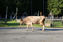 A Cow Goes Home From Grazing , Carpathians