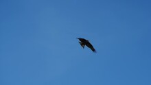 Eagle On The Blue Sky. Slow Motion, Cloudless Weather. Wide Wings.