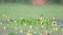 Flock Of Lesser Whistling Duck (Dendrocygna Javanica) In Pond