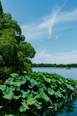 Wall Mural - landscape with lake