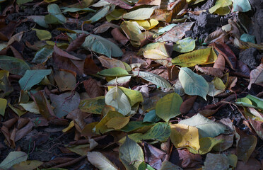 Canvas Print - Yellow leaves are scattered on the gro