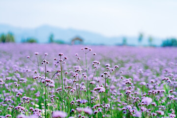 Wall Mural - lavender field in the spring