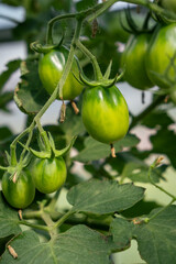 A lot of green tomatoes on a bush in a greenhouse. Tomato plants in greenhouse. Green tomatoes plantation. Organic farming, young tomato plants growth in greenhouse.